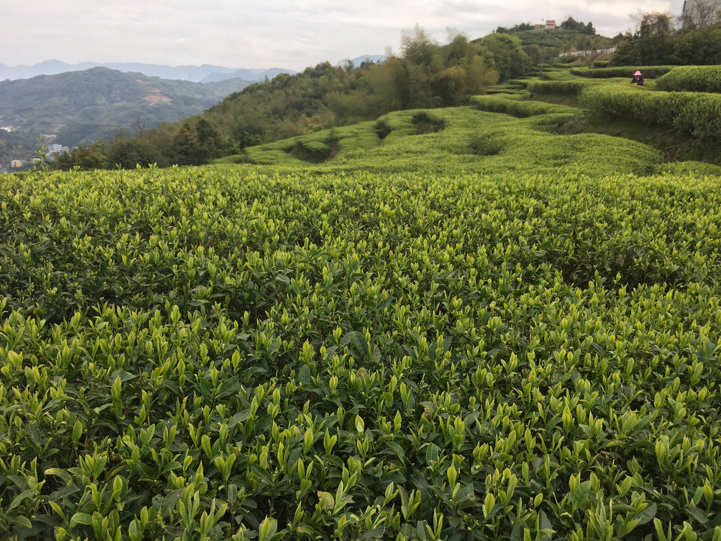 Osmanthus White tea